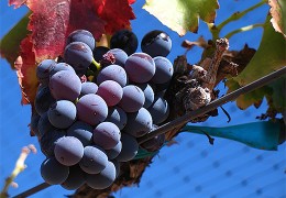 Características de la Uva Garnacha: Todo lo que necesitas saber