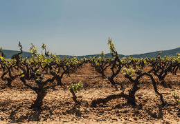 Tipos de vino según el suelo